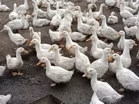 Ducks — zdjęcie 2