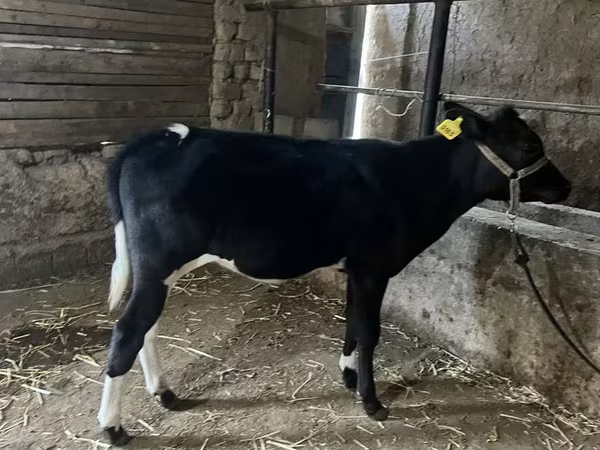 Bydło (partia, płeć nieokreślona), Russian Black pied cattle