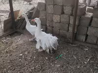 Geese — fotografija 8