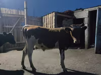 Bovine (lot, sex nespecificat), Simmental cattle — foto 1