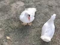 Ducks — Foto 2