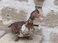 Turkeys — foto 6