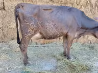 วัวตัวเมีย, Swiss cattle — รูปภาพ 4