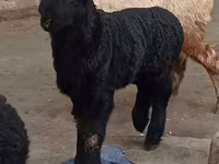 Խոյ, Edilbay sheep — լուսանկար 1