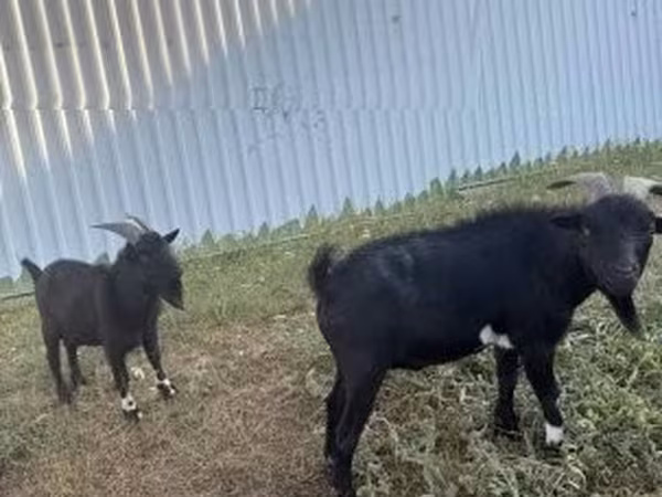 Kozioł, Nigerian dwarf goats