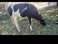 ላም, Holstein breed — ፎቶ 5