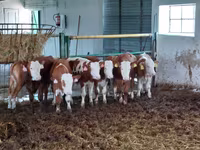 황소, Simmental cattle — 사진 1