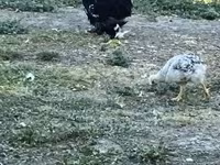Chickens — عکس 3