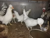 Chickens — 5-сурет