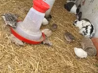 Quails — foto 1
