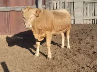 Toro, Raza Auliékol — foto 2