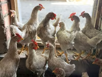 Chickens — zdjęcie 2