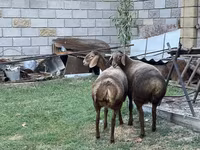 Pecora, Arashan sheep — foto 3