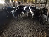 Toro, Bovini — foto 1