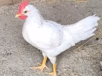 لگهورن — عکس 2