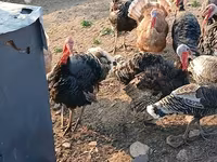 Turkeys — عکس 3