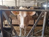 Сиыр, Simmental cattle — 2-сурет