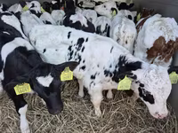 วัวตัวผู้, Simmental cattle — รูปภาพ 7