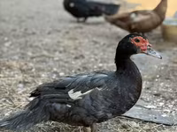 مسکوی خانگی — عکس 6