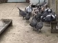 Guinea fowl — Foto 2
