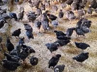 Chickens — 写真 3
