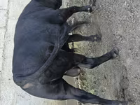 Bou, Bovine — foto 2
