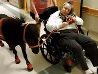 Hengst, Miniature horse — Foto 5