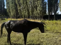 Hingst, Russian warmblood — foto 5
