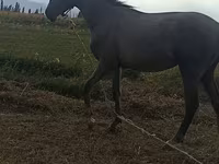 Άλογο, Thoroughbred horse — φωτογραφία 4