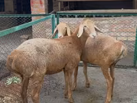 Pecora, Arashan sheep — foto 2