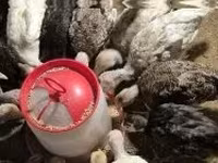 Turkeys — 1-rasm