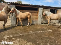 Faras dhaddig, Horses — sawirka 7