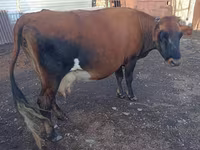 Vaca, Ganado vacuno — foto 2