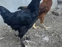 Chickens — รูปภาพ 4