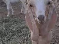 Kambing (lot, jantina tidak dinyatakan), Nubian Goat — foto 3