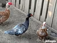 Ducks — foto 8