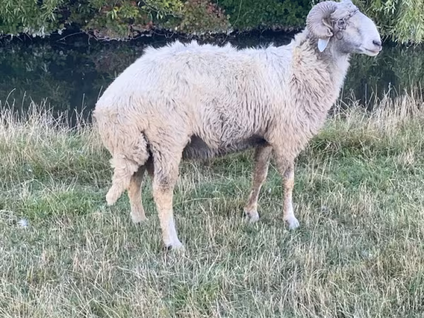 雄羊, Karakul sheep — モルドバ