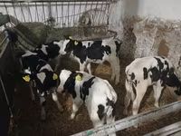 Cattle (batch, sex not specified), Russian Black pied cattle — photo 3