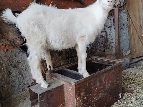 Billy Goat, Goats — Kyrgyzstan