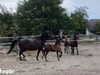 Jument, Lipizzaner — photo 6