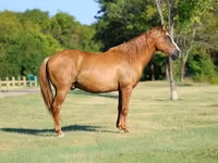 اسب نر, Quarter Horse — عکس 1