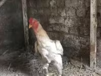 Chickens — புகைப்படம் 2