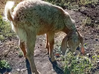 Billy Goat, Goats — photo 2