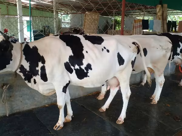 Cow, Holstein breed — Bangladesh