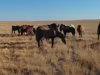 Cal, Mugalzhar horse — foto 8