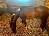 雄馬, Thoroughbred horse — 写真 7