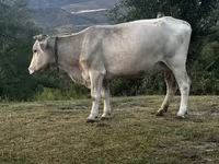 Krava, Latvian Blue cattle — foto 1