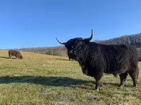 گاو نر, Highland — عکس 1