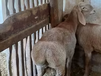 แกะตัวผู้, Arashan sheep — รูปภาพ 4