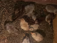 Chickens — ፎቶ 5